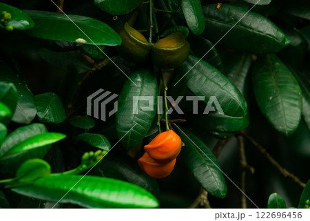 Close view of a tree in Sri Lanka with green leaves and a blooming flower in focus. 122696456