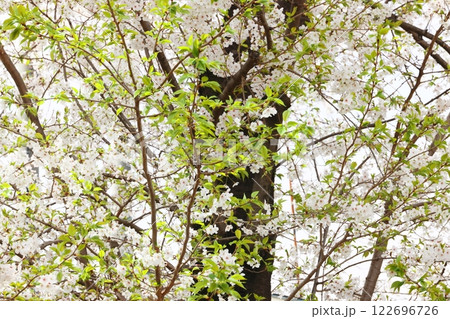 春の訪れを告げる満開の桜(壁紙素材) 春の訪れを告げる満開の桜(壁紙素材) 122696726