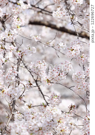 春の訪れを告げる満開の桜(壁紙素材) 春の訪れを告げる満開の桜(壁紙素材) 122696727