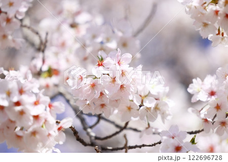 桜の花が咲いた 桜の花が咲いた 122696728