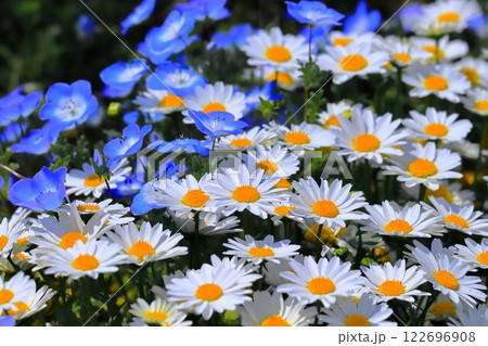爽やかなクリサンセマムと清々しいネモフィラ 爽やかなクリサンセマムと清々しいネモフィラ 122696908