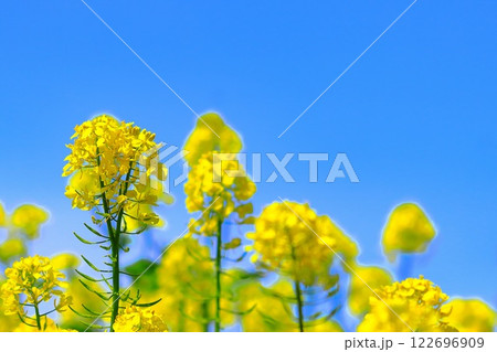 快晴の青空と爽やかな菜の花 122696909