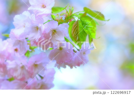 薄紅色の美しい楊貴妃桜 122696917