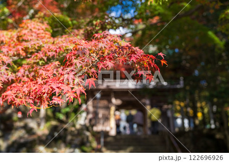 【第八十八番札所】秋の大窪寺　山門近くの紅葉【四国八十八箇所】 122696926