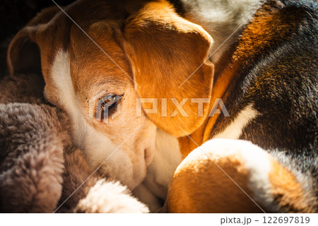 A adult beagle dog napping in sunny room on sofa 122697819