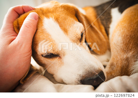 A adult beagle dog napping in sunny room on sofa A adult beagle dog napping in sunny room on sofa 122697824