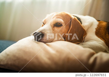 A adult beagle dog napping in sunny room on sofa A adult beagle dog napping in sunny room on sofa 122697831
