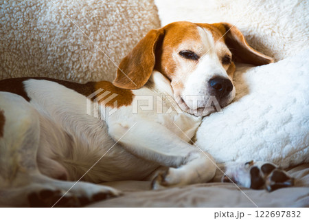A adult beagle dog napping in sunny room on sofa 122697832
