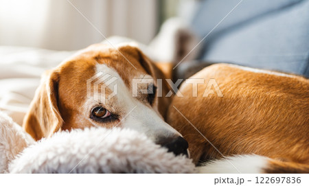 A adult beagle dog napping in sunny room on sofa A adult beagle dog napping in sunny room on sofa 122697836