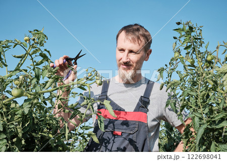 Caucasian male adult pruning tomato plants in garden on sunny day 122698041