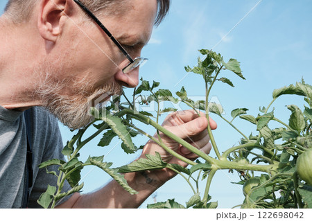 Caucasian mature male examining tomato plants in garden Caucasian mature male examining tomato plants in garden 122698042