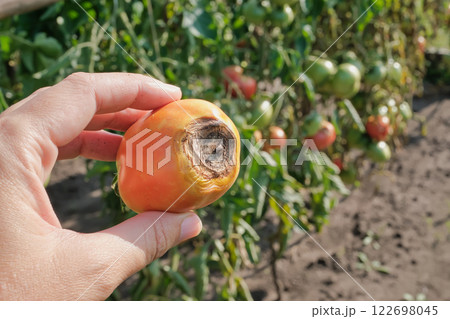 Close-up of hand holding blight-affected tomato in garden 122698045