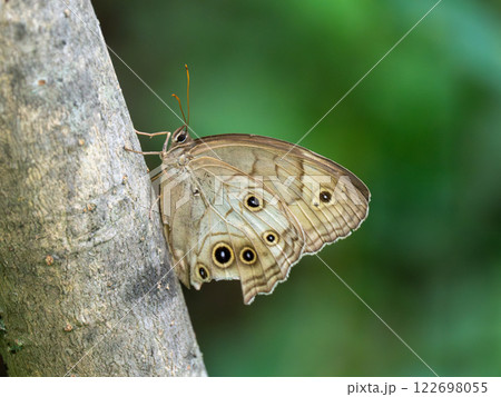 オオヒカゲ オオヒカゲ 122698055