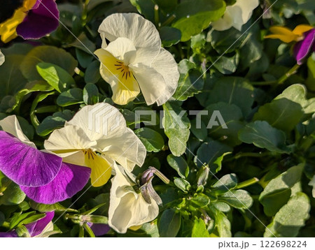 冬の庭に咲くカラフルなパンジーの花 冬の庭に咲くカラフルなパンジーの花 122698224
