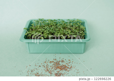 Tray of seedlings arugula on table with pile of seeds. Concept of growth and healthy food Tray of seedlings arugula on table with pile of seeds. Concept of growth and healthy food 122698226