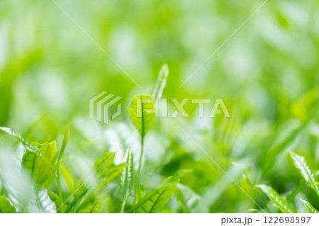 茶葉 お茶 新芽 茶葉 お茶 新芽 122698597