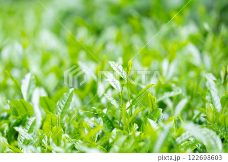 茶葉 お茶 新芽 茶葉 お茶 新芽 122698603