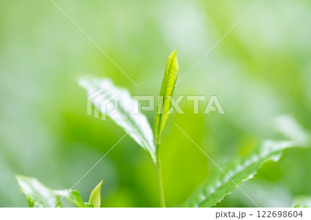 茶葉 お茶 新芽 茶葉 お茶 新芽 122698604