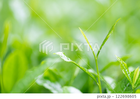 茶葉　お茶　新芽　 122698605