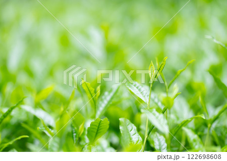 茶葉　お茶　新芽　 122698608