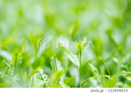 茶葉 お茶 新芽 茶葉 お茶 新芽 122698610