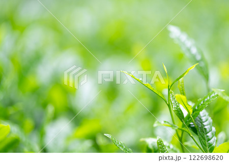 茶葉　お茶　新芽　 122698620