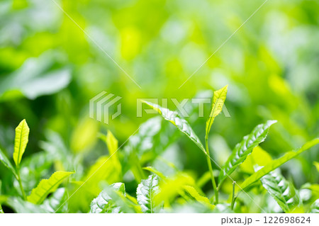 茶葉 お茶 新芽 茶葉 お茶 新芽 122698624