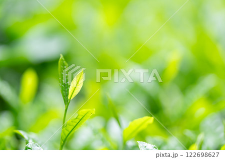 茶葉　お茶　新芽　 122698627