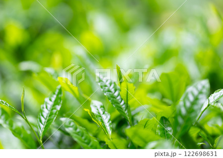 茶葉　お茶　新芽　 122698631