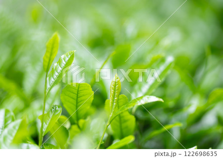茶葉 お茶 新芽 茶葉 お茶 新芽 122698635