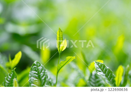 茶葉 お茶 新芽 茶葉 お茶 新芽 122698636