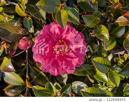 冬の庭に咲く濃いピンク色のツバキの花 122698955
