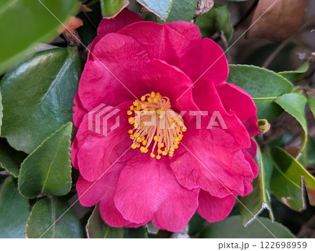 冬の庭に咲く濃いピンク色のツバキの花 122698959