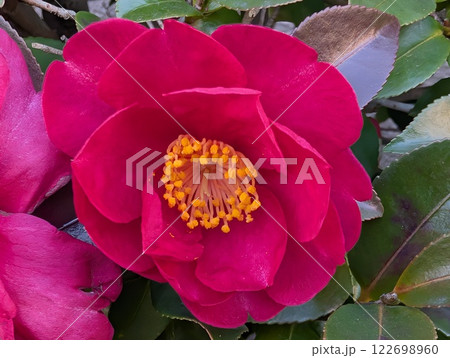 冬の庭に咲く濃いピンク色のツバキの花 122698960