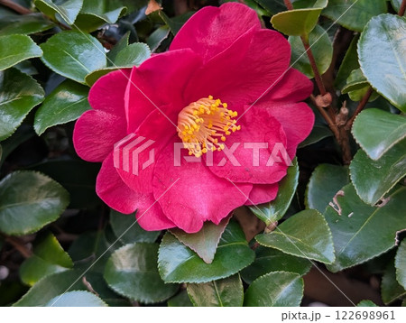 冬の庭に咲く濃いピンク色のツバキの花 122698961