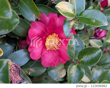 冬の庭に咲く濃いピンク色のツバキの花 冬の庭に咲く濃いピンク色のツバキの花 122698962