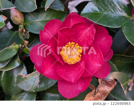 冬の庭に咲く濃いピンク色のツバキの花 122698963