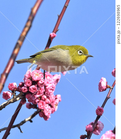 満開の紅梅にメジロさん ( 春イメージ )( ほのぼのイメージ ) 満開の紅梅にメジロさん ( 春イメージ )( ほのぼのイメージ ) 122698965