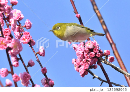 満開の紅梅にメジロさん （ 春イメージ ）（ ほのぼのイメージ ） 122698966