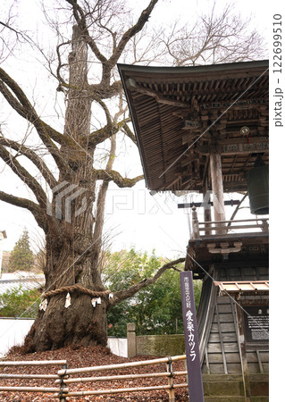 長野の北向観音の愛染カツラ 122699510