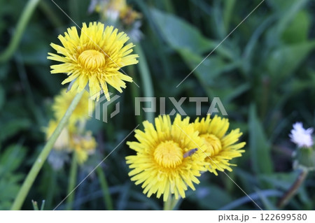 Isolated dandelion with dew on blue sky background. Isolated dandelion with dew on blue sky background. 122699580