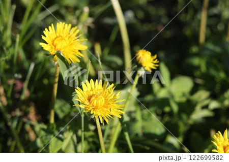 Isolated dandelion with dew on blue sky background. Isolated dandelion with dew on blue sky background. 122699582