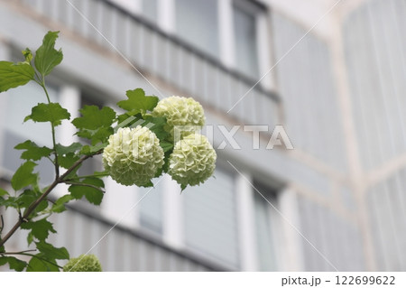 viburnum buldenezh, round white and green flowers  122699622