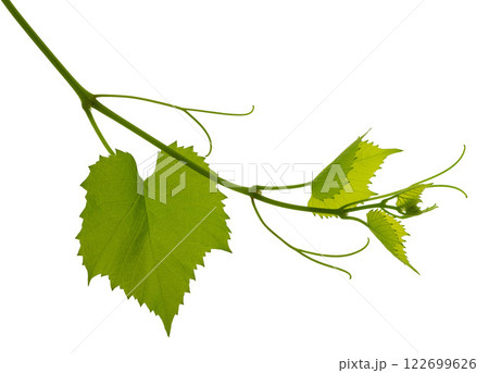 Branch of grapevine isolated on white background. vine grapes. Young tendrils and a vine of grapes. Spring. Greenery Branch of grapevine isolated on white background. vine grapes. Young tendrils and a vine of grapes. Spring. Greenery 122699626