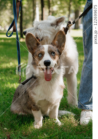 dog walking, owner walks on lawn in park with corgi dog. friendship of animals and humans dog walking, owner walks on lawn in park with corgi dog. friendship of animals and humans 122699675