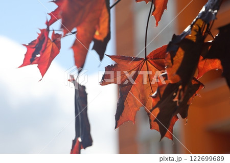 Maple with red leaves. Leaves that turn red in autumn. 122699689
