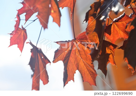 Maple with red leaves. Leaves that turn red in autumn. 122699690