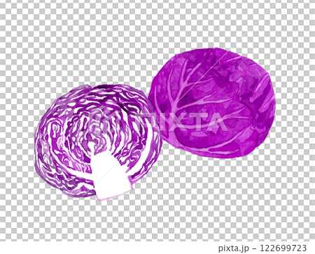 半分にカットした赤キャベツ（紫キャベツ）　フレッシュな野菜の手描き水彩イラスト素材 122699723