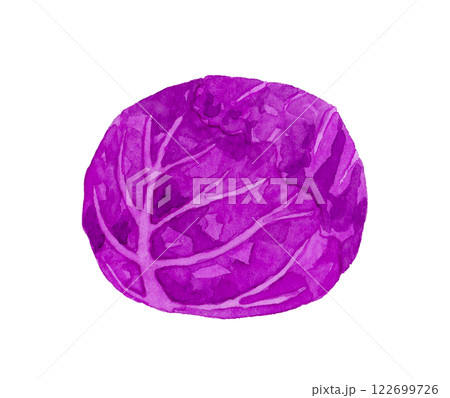 赤キャベツ（紫キャベツ）　フレッシュな野菜の手描き水彩イラスト素材 122699726