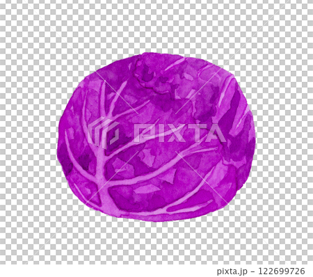赤キャベツ（紫キャベツ）　フレッシュな野菜の手描き水彩イラスト素材 122699726